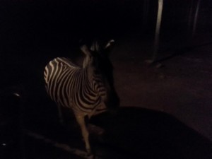 Night Safari