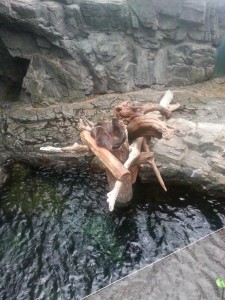 Schläfrige Otter