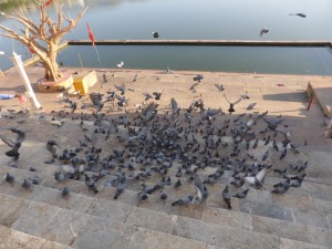 Tauben in Pushkar (Tauben werden überall in Indien fleißig gefüttert)