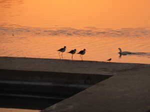 Vogelfamilie in Pushkar
