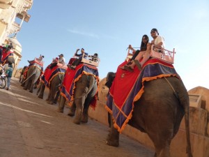 Eine Reihe von Elefanten trägt die Besucher zum Fort Amer hinauf