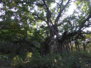 Ein etwa 500 Jahre alter Baum
