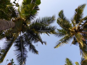 Palmen in Verkala