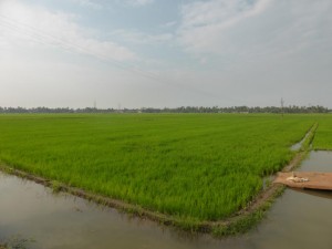 Reisfelder nahe Alleppey