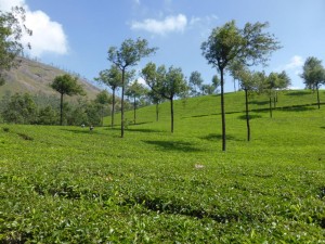 Teefelder in Munnara