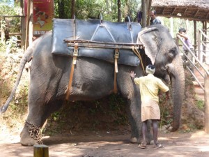 Elefantenreiten: Check