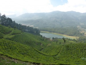 Teeplantagen nahe Munnar