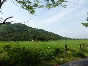 Reisfelder in Lombok
