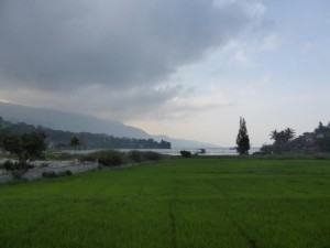 Saftig, grüne Reisfelder