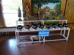 Viele Hunde in Chiang Mai - auch im Tempel