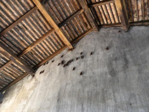Das War Museum bietet auch Fledermäusen ein Zuhause