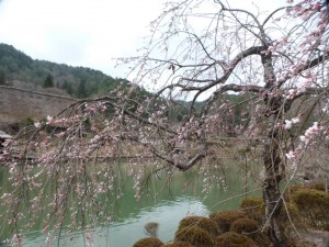Kirschblüte im Hida Folk Village