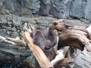 Otter im Kaiyūkan Aquarium