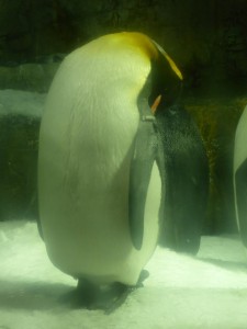 Pinguine m Kaiyūkan Aquarium