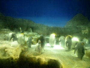 Pinguine im Kaiyūkan Aquarium
