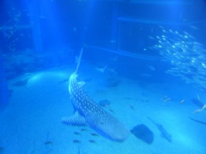 Walhai im Kaiyūkan Aquarium