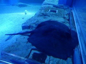 Rochen im Kaiyūkan Aquarium