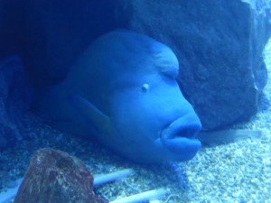 Ein Fisch im Kaiyūkan Aquarium