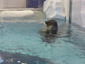 Eine Robbe im Kaiyūkan Aquarium