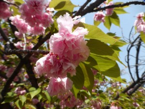 Kirschblüten im Burgpark