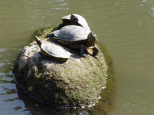 Schildkröten im See des Shukkei-En-Park