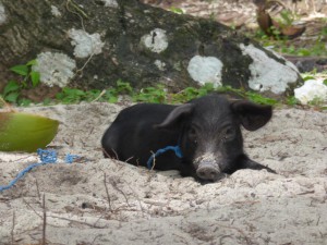Insel Hopping: Inselschwein auf Doku Island 