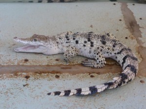Kleines Krokodil