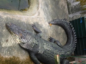 Riesiges Krokodil (600kg, über 5m)