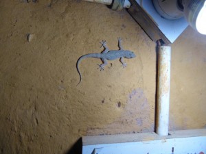 Ein kleiner Gecko