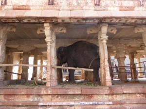Tempelelefant