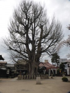 Great Gingko of Hida Kokubun-ji - ca. 1200 Jahre alt
