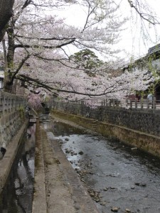 Kirschblüten in Takayama