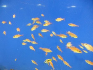 Im Kaiyūkan Aquarium