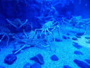 Riesige 8 Beinige Krabben im Kaiyūkan Aquarium