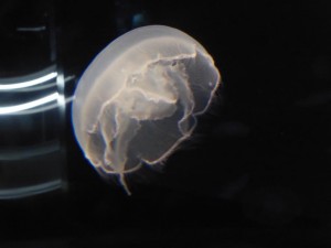 Eine Qualle im Kaiyūkan Aquarium