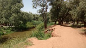Am Fluss entlang, umgegen von Olivenbäumen