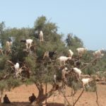 Ziegen auf Bäumen (Weg nach Essaouira)